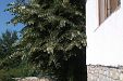 Къща за гости Липите - село Горско сливово - Крушуна thumbnail 33