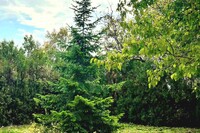 Къща Тhe Old Winery (Старата винарна) - село Генерал Кантарджиево - Варна thumbnail 13