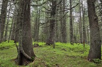 Къща за гости Наталия - село Кремен - Банско thumbnail 33