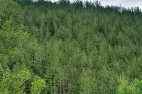Къщи за гости Green View 1 и 2 (Грийн Вю 1 и 2) - село Скрино - Кюстендил thumbnail 53