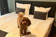 Local Stay Villas - Разлог - Банско thumbnail 23